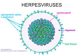 79_herpes viruses.jpg